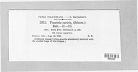 Puccinia caricis image